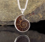 Ammonite Pendant Lge