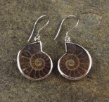 Ammonite Earrings