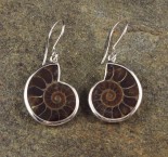 Ammonite Earrings