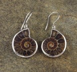 Ammonite Earrings