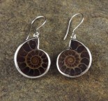 Ammonite Earrings