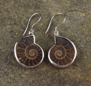 Ammonite Earrings