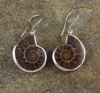 Ammonite Earrings