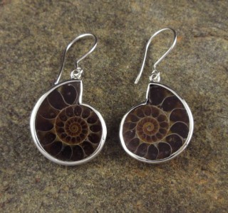 Ammonite Earrings
